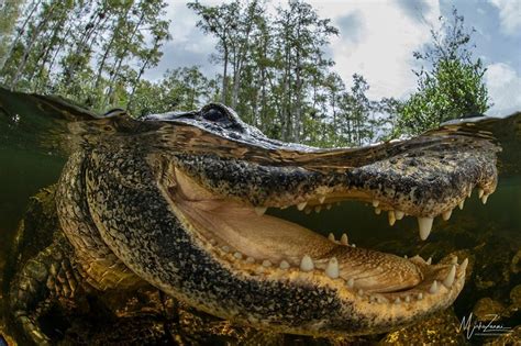 Portrait Category: 'Close Encounters In The Swamps' By Mirko Zanni ...