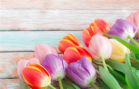 Wallpaper flowers, bouquet, spring, colorful, tulips, buds, fresh, flowers, beautiful, tulips ...