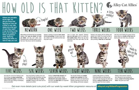 Kitten Growth Chart - REGISTERED BENGALS