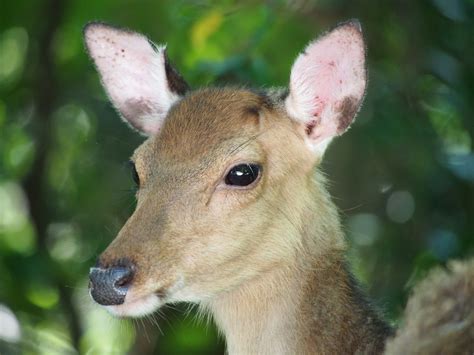 The Yakushima Tour Gallery offers images of what to expect on a tour.