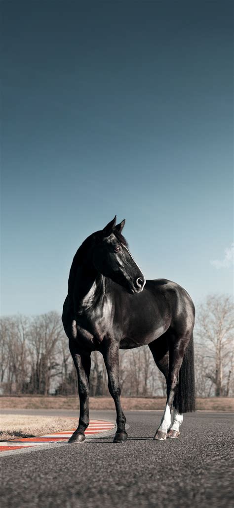 Black horse Wallpaper 4K, Race track, Clear sky