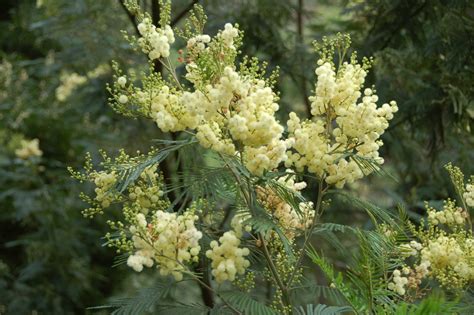 black wattle (Pledge Nature Reserve: Invasive, Exotic and Weed Plants) · BioDiversity4All