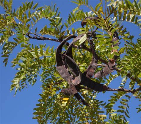 Honey Locust (Gleditsia triacanthos)