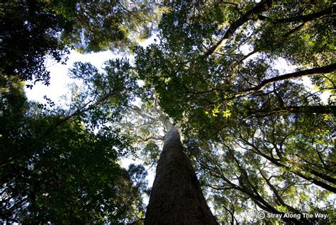 Walking with elephants in the Knysna forest - Stray Along The Way