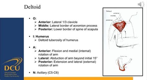 Glenohumeral Shoulder Muscles (F) Flashcards | Quizlet