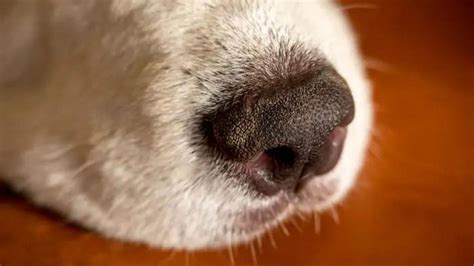 Old Dog Dry Nose: Causes, Treatment, and Care Tips