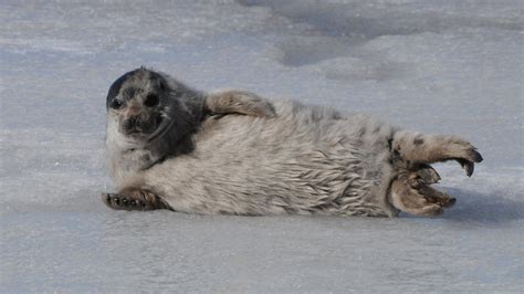 Are the origins of the Saimaa ringed seal even more mythical than ...