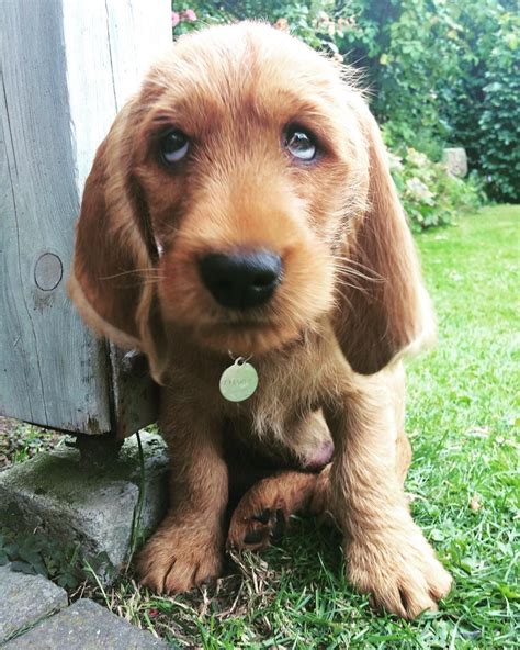 basset fauve de bretagne puppy | Beautiful dogs, Dog mixes, I love dogs