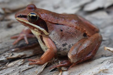 Wood Frog (Rana sylvatica) - Amphibians and Reptiles of South Dakota