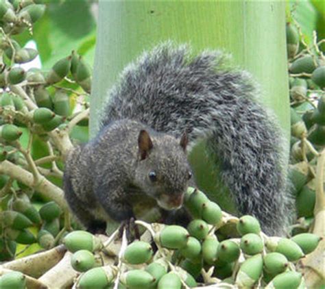 Yucatan squirrel | Sciurus yucatanensis facts