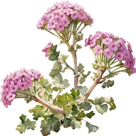 Close-up of a blooming desert sand verbena flower. AI-Generated. 44808243 PNG