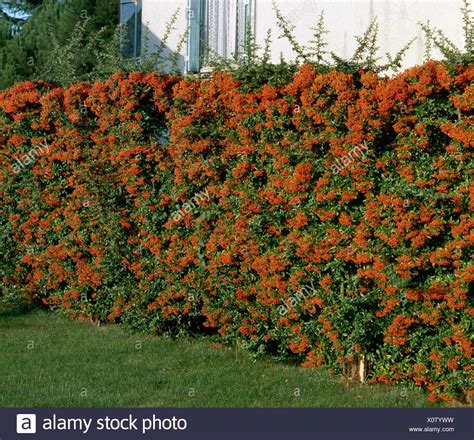 Pyracantha Hedge Stock Photos & Pyracantha Hedge Stock Images - Alamy