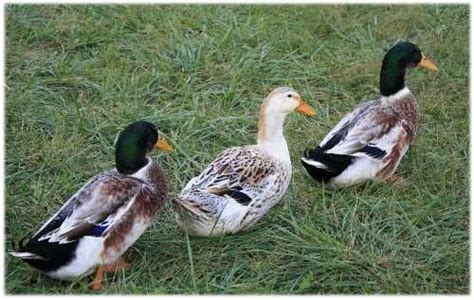 Silver Appleyard Ducks | Animals - For the home, farm and nature cent…