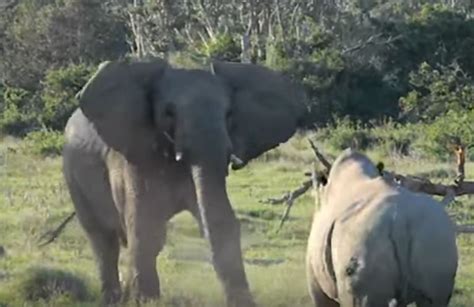 Elephant and rhino engage in fight at the Kruger