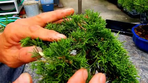 how to pruning juniperus, trimming juniper bonsai #1 - YouTube