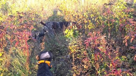 deutsch drahthaar hunting dog training www.brac-german.com - YouTube