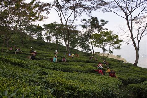 Darjeeling Tea Introduction, history and process