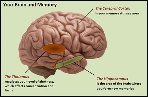 How to Improve Memory, Focus, and Mental Acuity Naturally