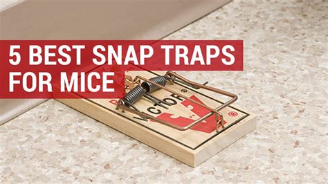 5 Best Mouse Snap Traps Reviewed & Where to Buy | City Pests