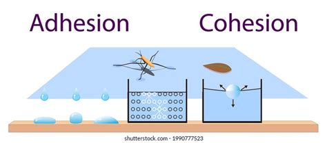 Adhesion Cohesion Physics Lesson Stock Vector (Royalty Free) 1990777523 ...