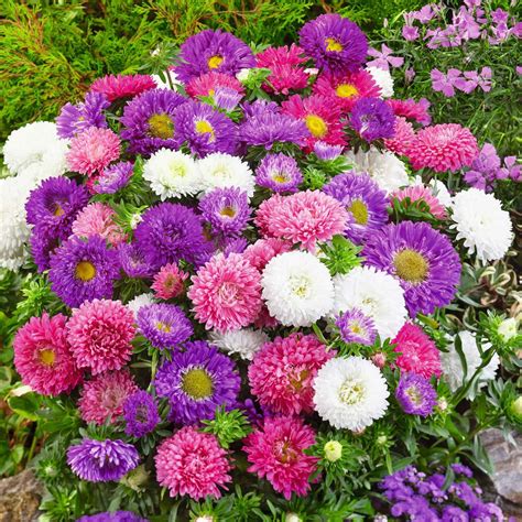 Aster Seeds - Colour Carpet Mix | Flower Seeds in Packets & Bulk | Eden Brothers