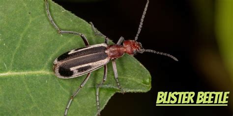 The Deadly Blister Beetle - The Most Dangerous and Poisonous