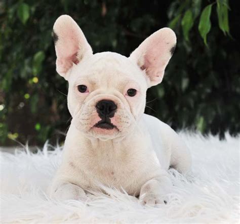 White French bulldog – Allfrbulldogs.com