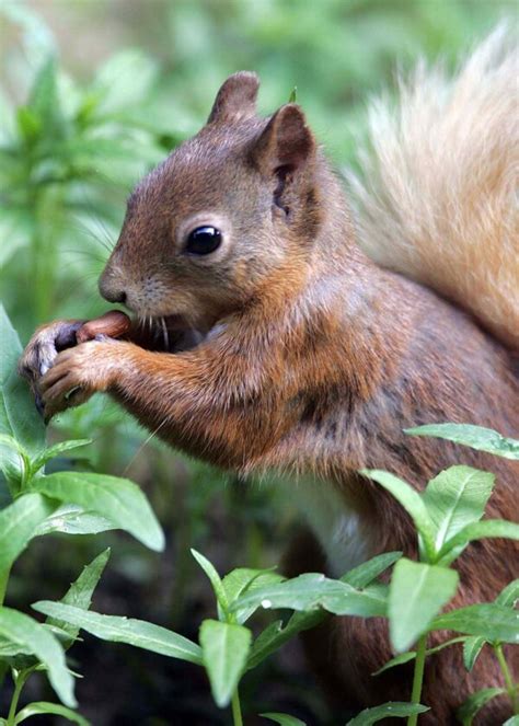 It's Red Squirrel Week! | Scottish Wildlife Trust