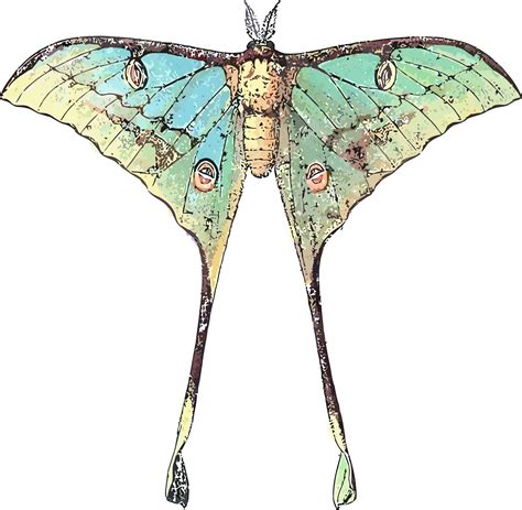 Moth clipart luna moth, Moth luna moth Transparent FREE for download on WebStockReview 2024