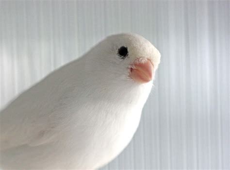 Single Male (proven singer) White Canary – Fly Babies Aviary