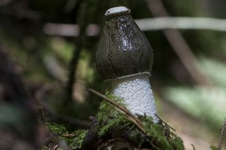 Devil’s fingers fungus | The Wildlife Trusts