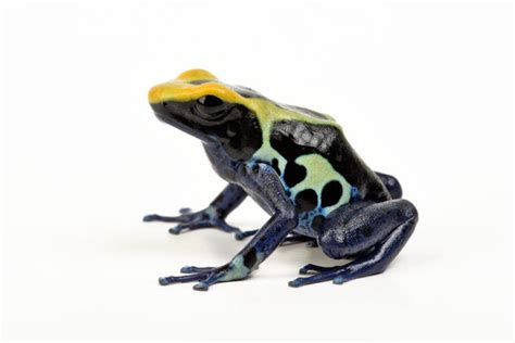 "Dendrobates Tinctorius" Images – Browse 1,174 Stock Photos, Vectors, and Video | Adobe Stock