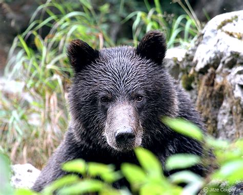 American Black Bear: Species in World Land Trust reserves