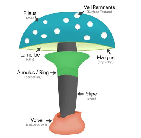 Mushroom Morphology - Types of Identifying Characteristics