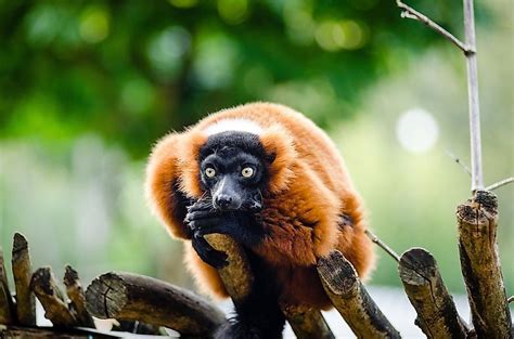 Endemic Animals Of Madagascar - WorldAtlas.com