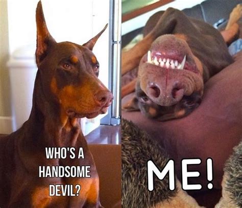 14 Funny Doberman Memes That Will Make Your Day! | PetPress | Doberman funny, Doberman pinscher ...