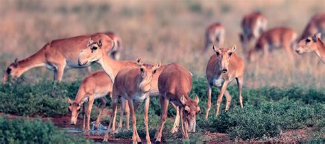 Tracking Greenery Across a Latitudinal Gradient in Central Asia – the Migration of the Saiga ...