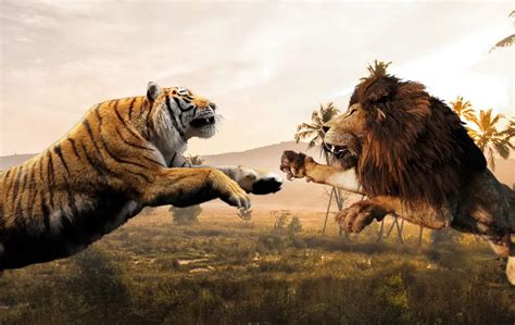 Tiger vs Lion: Who Would Win in a Fight and Why? - SciQuest