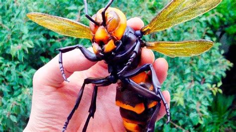 THE DEADLIEST INSECTS ON EARTH - Top 10 Junky!