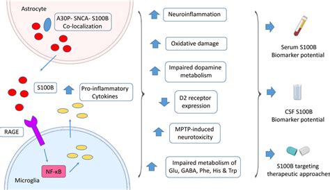 Role of S100B in Parkinson’s disease (PD). S100B is mainly expressed by... | Download Scientific ...