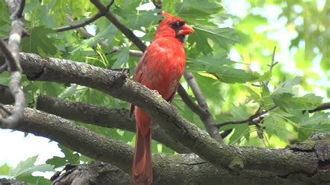 Northern Cardinal singing loud! - YouTube