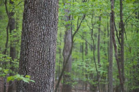 Free Images : tree, nature, branch, trunk, jungle, trees, hardwood ...