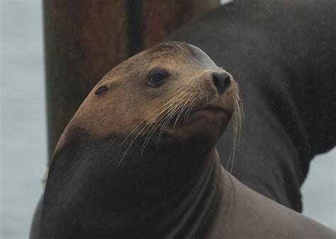 California Sea Lion Facts: Animals of North America - WorldAtlas