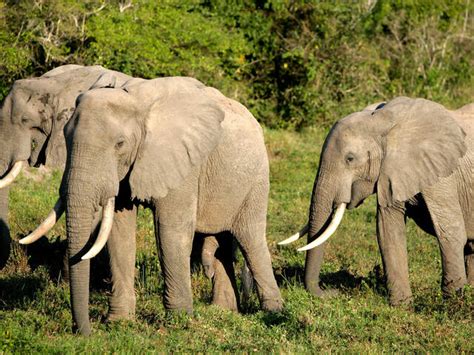 Describe One Adaptation of Elephants That Helps Them Survive