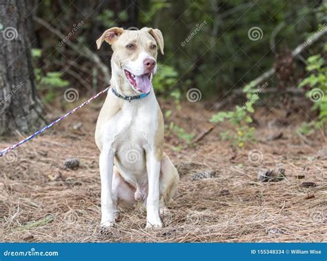 Labrador Pitbull Mix Breed Puppy Dog Adoption Photo Stock Photo - Image of mixed, pyrenees ...