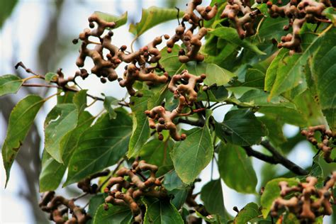 Fruit Of Japanese Raisin Tree Free Stock Photo - Public Domain Pictures