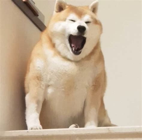 Fat Doge Meme - FAT DOGE HE HAS COMMITED SEVERAL WAR CRIMES Gguys I ...