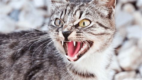 Cat Hissing For No Reason (How to Prevent and Causes) | Pawsome Kitty