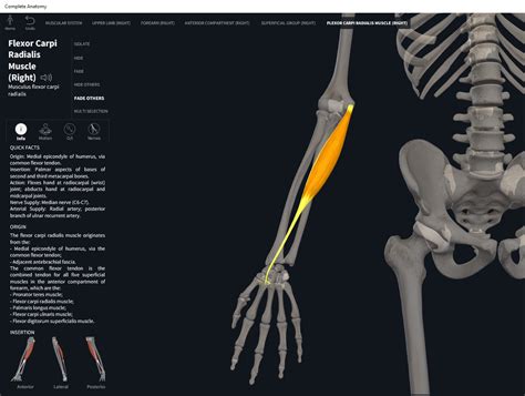 Muscles: Flexor Carpi Radialis. – Anatomy & Physiology