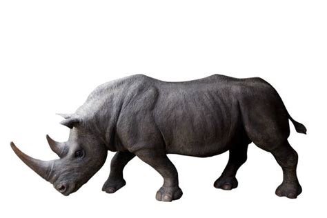 Rhino Side View Stock Photos, Pictures & Royalty-Free Images - iStock